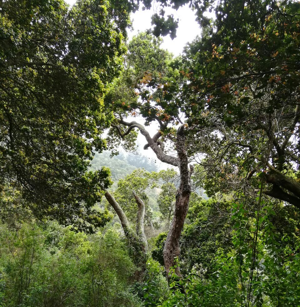 Ecosistema – Bosques de Zapallar